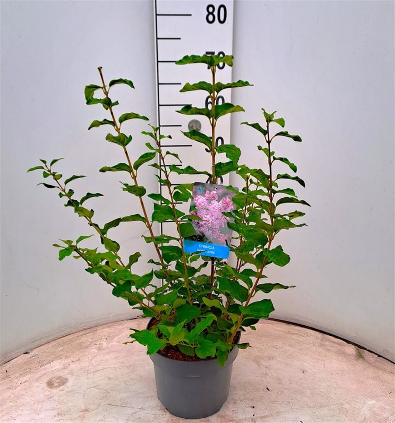 Syringa 'Josée' - C4 40-50 CM